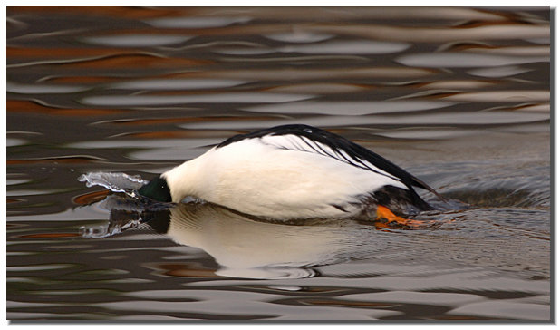 goldeneye duck sounds