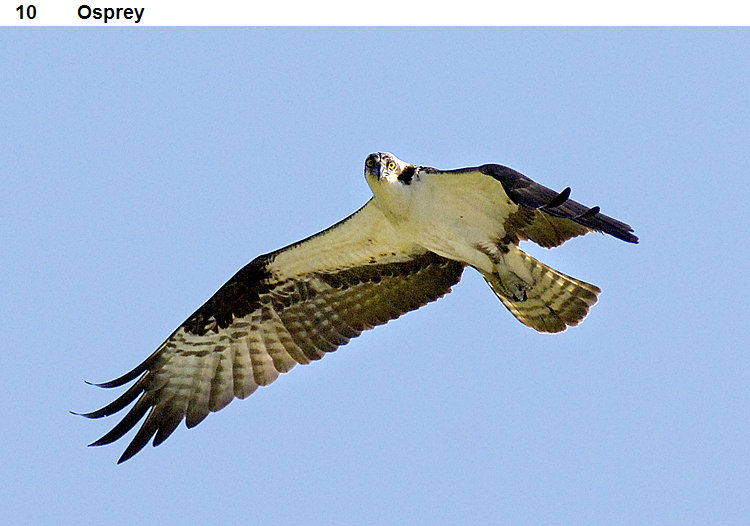 osprey new zealand