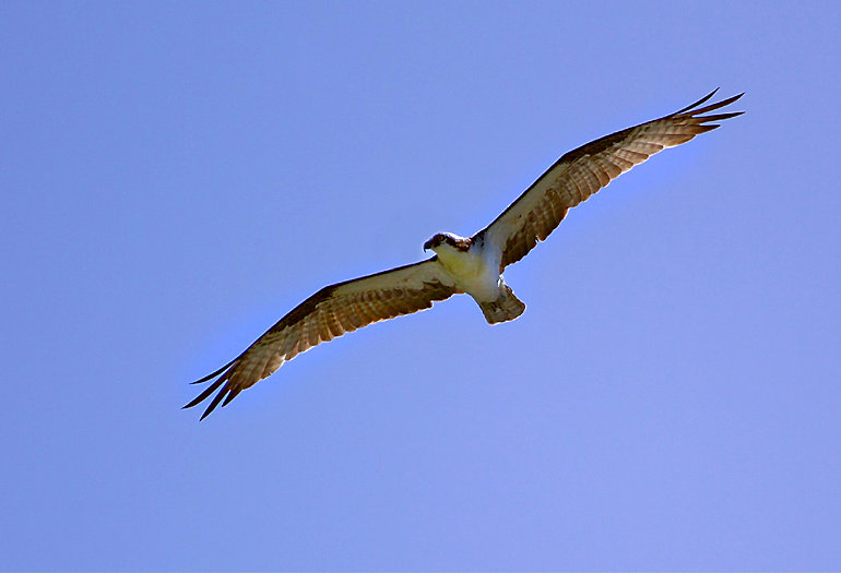 osprey new zealand