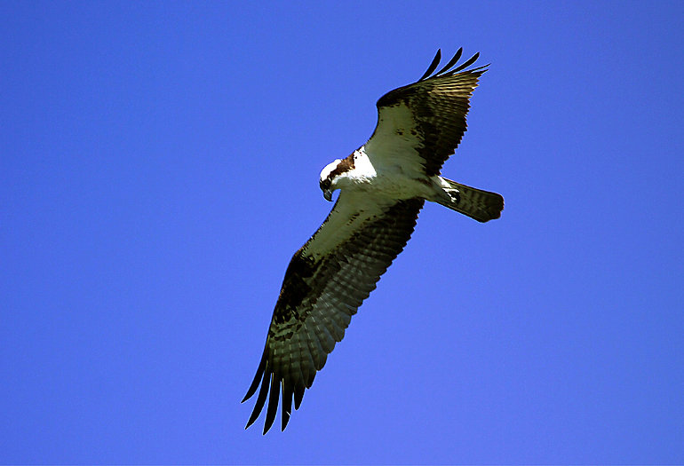 osprey new zealand