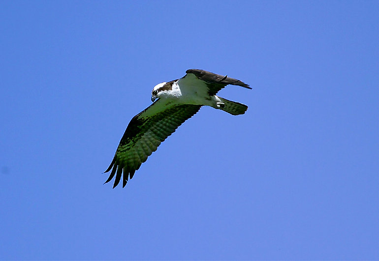 osprey new zealand