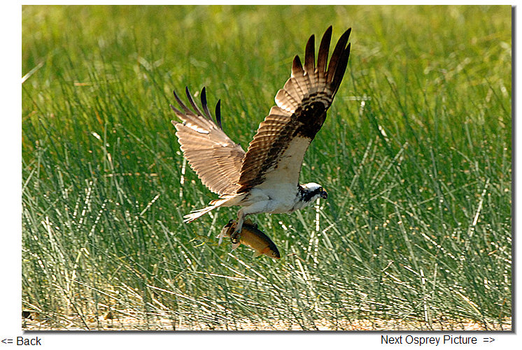 osprey new zealand