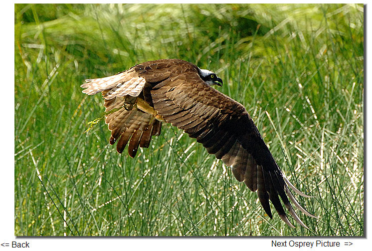 osprey new zealand