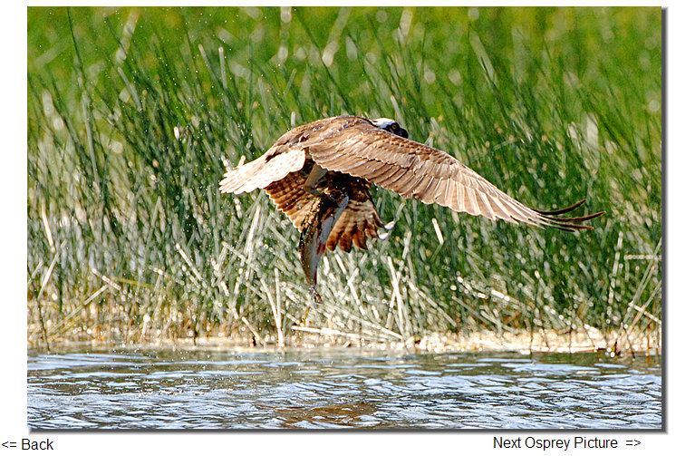 osprey new zealand