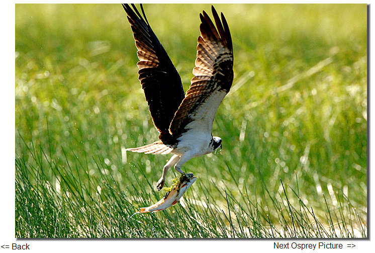 osprey new zealand