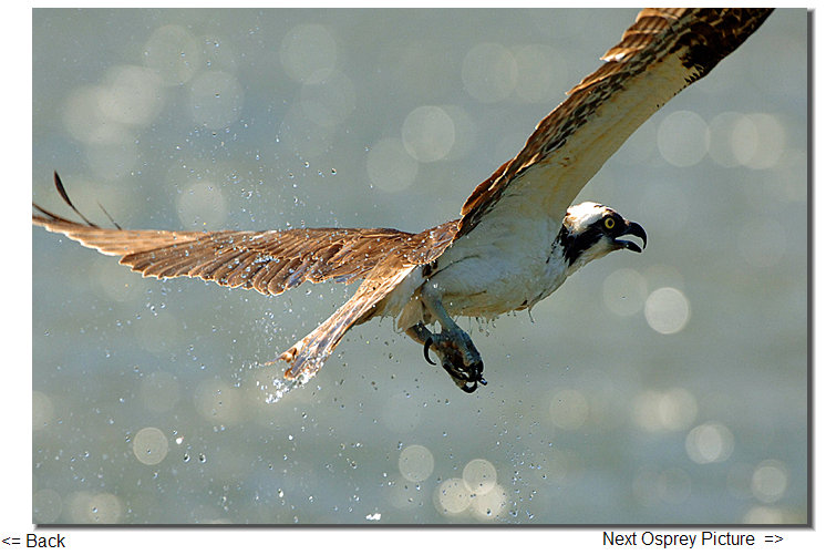 osprey new zealand