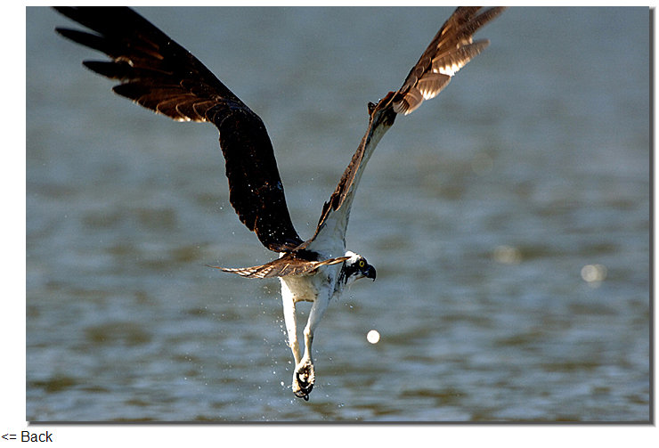 osprey new zealand